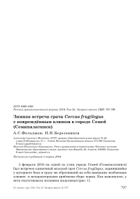 Зимняя встреча грача Corvus frugilegus с повреждённым клювом в городе Семей (Семипалатинск)