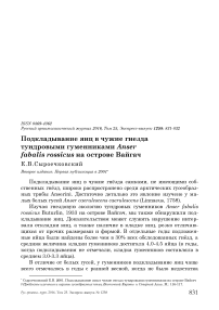 Подкладывание яиц в чужие гнезда тундровыми гуменниками Anser fabalis rossicus на острове Вайгач