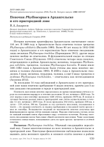 Пеночки Phylloscopus в Архангельске и его пригородной зоне