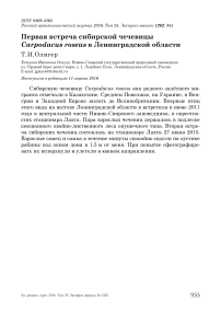 Первая встреча сибирской чечевицы Carpodacus roseus в Ленинградской области