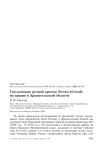 Гнездование речной крачки Sterna hirundo на крыше в Архангельской области