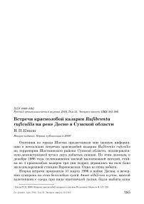 Встречи краснозобой казарки Rufibrenta ruficollis на реке Десне в Сумской области