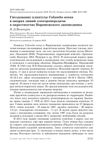 Гнездование клинтуха Columba oenas в опорах линий электропередачи в окрестностях Воронежского заповедника