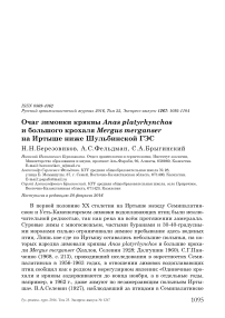 Очаг зимовки кряквы Anas platyrhynchos и большого крохаля Mergus merganser на Иртыше ниже Шульбинской ГЭС