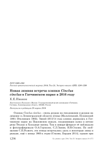 Новая зимняя встреча оляпки Cinclus cinclus в Гатчинском парке в 2016 году