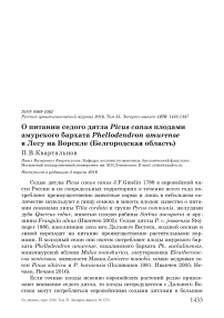 О питании седого дятла Picus canus плодами амурского бархата Phellodendron amurense в лесу на Ворскле (Белгородская область)