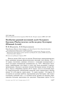 Необычно ранний весенний залёт большого баклана Phalacrocorax carbo на реку Бухтарму (Южный Алтай)