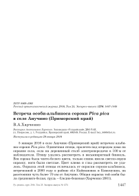 Встреча особи-альбиноса сороки Pica pica в селе Анучино (Приморский край)