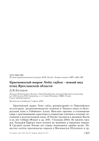 Красноносый нырок Netta rufina - новый вид птиц Ярославской области