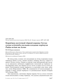 Кормёжка восточной чёрной вороны Corvus corone orientalis спелыми плодами черёмухи Padus avium на Алтае