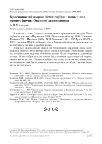 Красноносый нырок Netta rufina - новый вид орнитофауны Окского заповедника