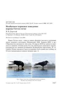 Необычное кормовое поведение ворона Corvus corax