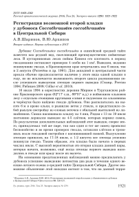 Регистрация возможной второй кладки у дубоноса Coccothraustes coccothraustes в Центральной Сибири