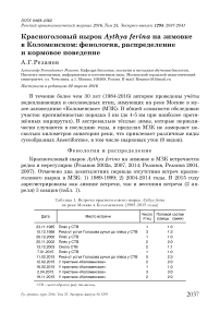 Красноголовый нырок Aythya ferina на зимовке в Коломенском: фенология, распределение и кормовое поведение