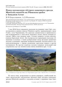 Новое нахождение пёстрого каменного дрозда Monticola saxatilis на Убинском хребте в Западном Алтае