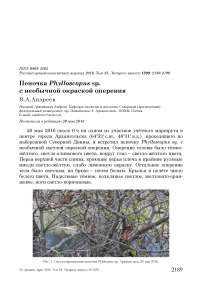 Пеночка Phylloscopus sp. с необычной окраской оперения