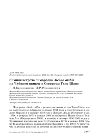 Зимняя встреча зимородка Alcedo atthis на Чуйском канале в Северном Тянь-Шане