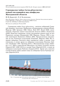 Серокрылая чайка Larus glaucescens - новый гнездящийся вид авифауны Магаданской области