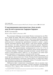 О насиживании шилохвостью Anas acuta яиц белой куропатки Lagopus lagopus