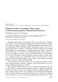 Первая встреча сплюшки Otus scops в Тобольском районе Тюменской области