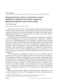 Комменсализм чаек в отношении чомги Podiceps cristatus и большого крохаля Mergus merganser при ловле рыбы