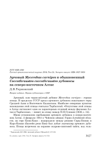 Арчовый Мусеrobas carnipes и обыкновенный Coccothraustes coccothraustes дубоносы на северо-восточном Алтае