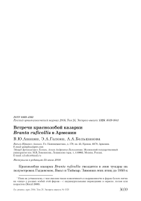 Встречи краснозобой казарки Branta ruficollis в Армении