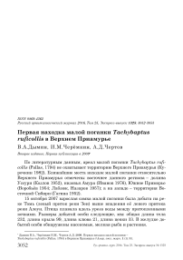 Первая находка малой поганки Tachybaptus ruficollis в Верхнем Приамурье