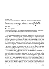 Средиземноморская чайка Larus michahellis - гнездящийся вид черноморского побережья Крыма