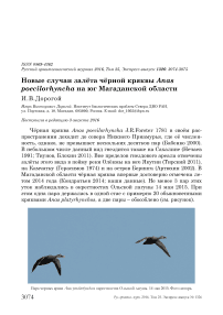 Новые случаи залёта чёрной кряквы Anas poecilorhyncha на юг Магаданской области