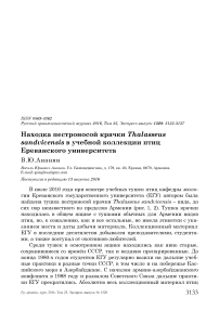 Находка пестроносой крачки Thalasseus sandvicensis в учебной коллекции птиц Ереванского университета