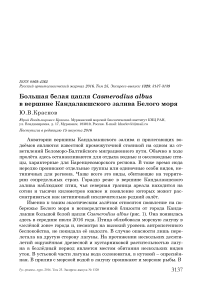 Большая белая цапля Casmerodius albus в вершине Кандалакшского залива Белого моря