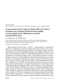 О массовом залёте шилоклювок Recurvirostra avosetta на острова Кургальского рифа в восточной части Финского залива весной 2016 года