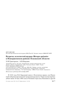 Встреча золотистой щурки Merops apiaster в Новоржевском районе Псковской области