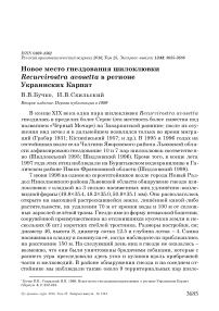 Новое место гнездования шилоклювки Recurvirostra avosetta в регионе украинских Карпат