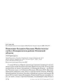 Появление большого баклана Phalacrocorax carbo в Новоржевском районе Псковской области