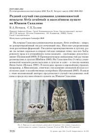 Редкий случай гнездования длиннохвостой неясыти Strix uralensis в населённом пункте на Южном Сахалине