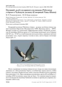 Осенний залёт кудрявого пеликана Pelecanus crispus в Чуйскую долину (Северный Тянь-Шань)