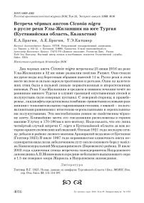 Встреча чёрных аистов Ciconia nigra в русле реки Улы-Жиланшик на юге Тургая (Кустанайская область, Казахстан)