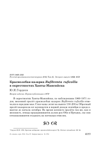 Краснозобая казарка Rufibrenta ruficollis в окрестностях Ханты-Мансийска