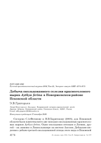 Добыча окольцованного селезня красноголового нырка Aythya ferina в Новоржевском районе Псковской области