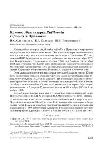 Краснозобая казарка Rufibrenta ruficollis в Приазовье