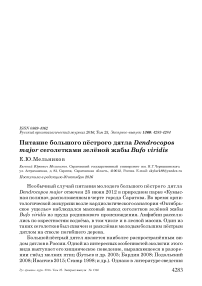 Питание большого пёстрого дятла Dendrocopos major сеголетками зелёной жабы Bufo viridis