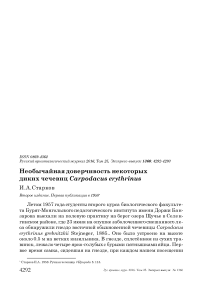 Необычайная доверчивость некоторых диких чечевиц Carpodacus erythrinus