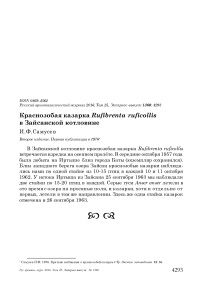 Краснозобая казарка Rufibrenta ruficollis в Зайсанской котловине