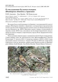 О гнездовании буланого вьюрка Rhodospiza obsoleta в Армении