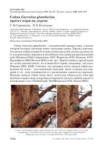 Сойка Garrulus glandarius прячет корм на дереве