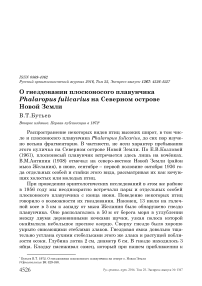 О гнездовании плосконосого плавунчика Phalaropus fulicarius на северном острове Новой Земли