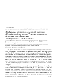 Ноябрьская встреча деревенской ласточки Hirundo rustica в дельте Тентека: очередной фенологический сюрприз