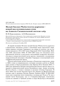 Малый баклан Phalacrocorax pygmaeus - новый вид колониальных птиц на Алаколь-Сасыккольской системе озёр